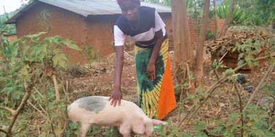 DRC: Small Animals Help Essential Banana Crops for Mountain Women